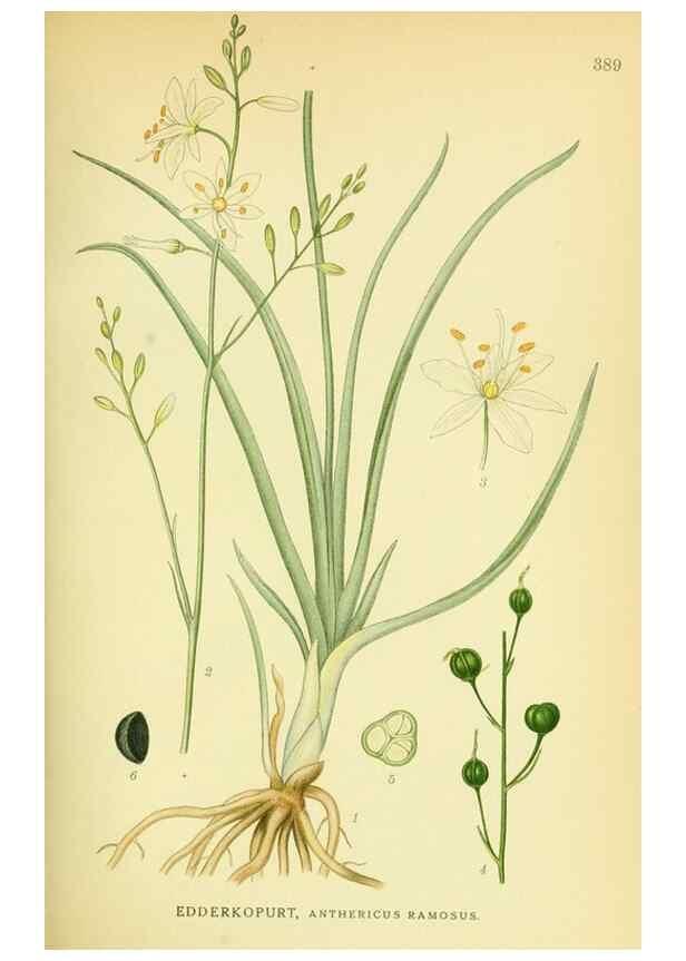 Reproducción/Reproduction 8147613171: Billeder af nordens flora,. København,G.E.C. Gad's forlag,1917-1927.