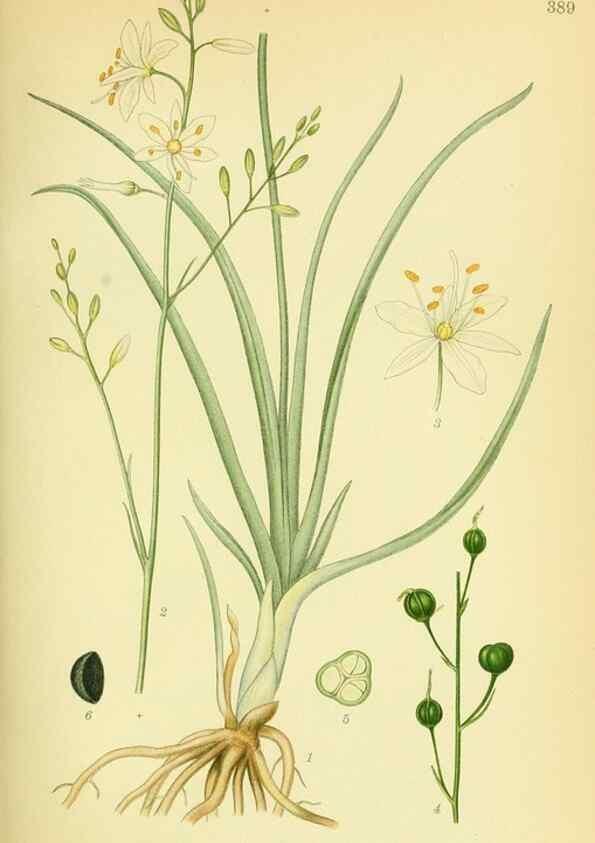 Reproducción/Reproduction 8147613171: Billeder af nordens flora,. København,G.E.C. Gad's forlag,1917-1927.