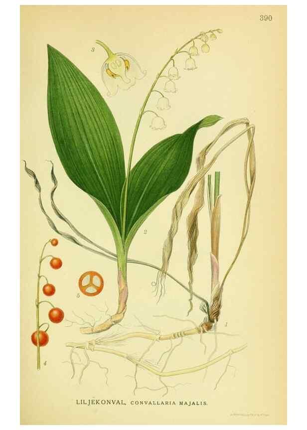 Reproducción/Reproduction 8147613683: Billeder af nordens flora,. København,G.E.C. Gad's forlag,1917-1927.