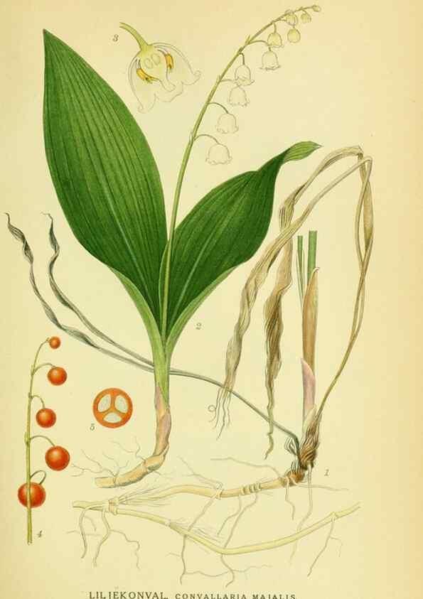 Reproducción/Reproduction 8147613683: Billeder af nordens flora,. København,G.E.C. Gad's forlag,1917-1927.