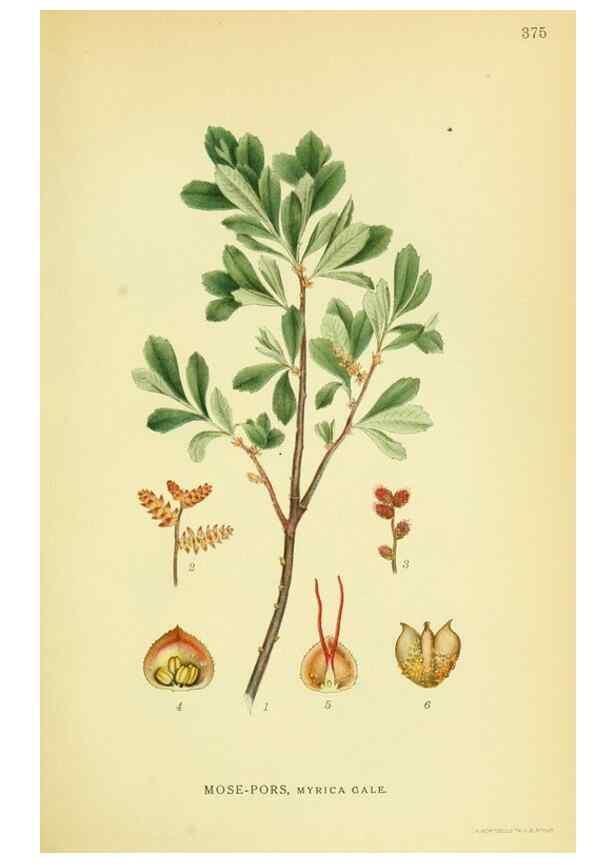 Reproducción/Reproduction 8147605735: Billeder af nordens flora,. København,G.E.C. Gad's forlag,1917-1927.