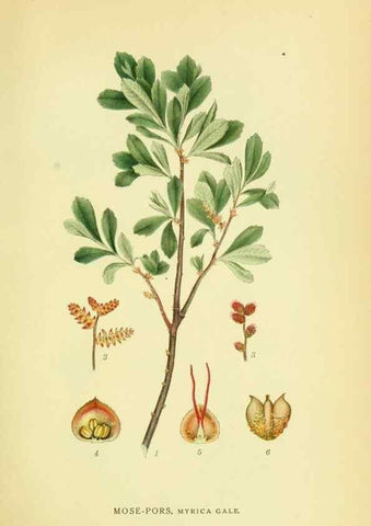 Reproducción/Reproduction 8147605735: Billeder af nordens flora,. København,G.E.C. Gad's forlag,1917-1927.