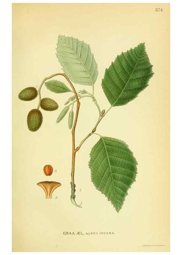 Reproducción/Reproduction 8147605245: Billeder af nordens flora,. København,G.E.C. Gad's forlag,1917-1927.