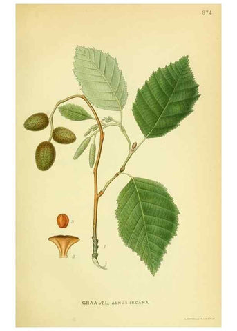 Reproducción/Reproduction 8147605245: Billeder af nordens flora,. København,G.E.C. Gad's forlag,1917-1927.