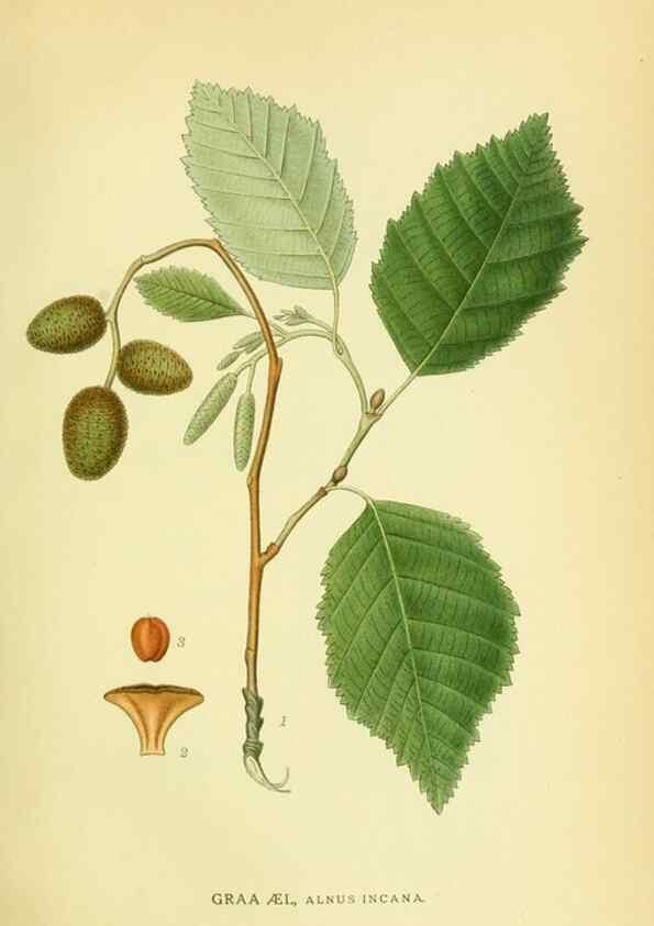 Reproducción/Reproduction 8147605245: Billeder af nordens flora,. København,G.E.C. Gad's forlag,1917-1927.