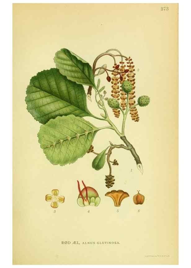 Reproducción/Reproduction 8147604685: Billeder af nordens flora,. København,G.E.C. Gad's forlag,1917-1927.