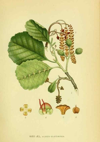 Reproducción/Reproduction 8147604685: Billeder af nordens flora,. København,G.E.C. Gad's forlag,1917-1927.
