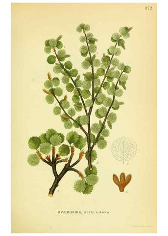 Reproducción/Reproduction 8147604015: Billeder af nordens flora,. København,G.E.C. Gad's forlag,1917-1927.