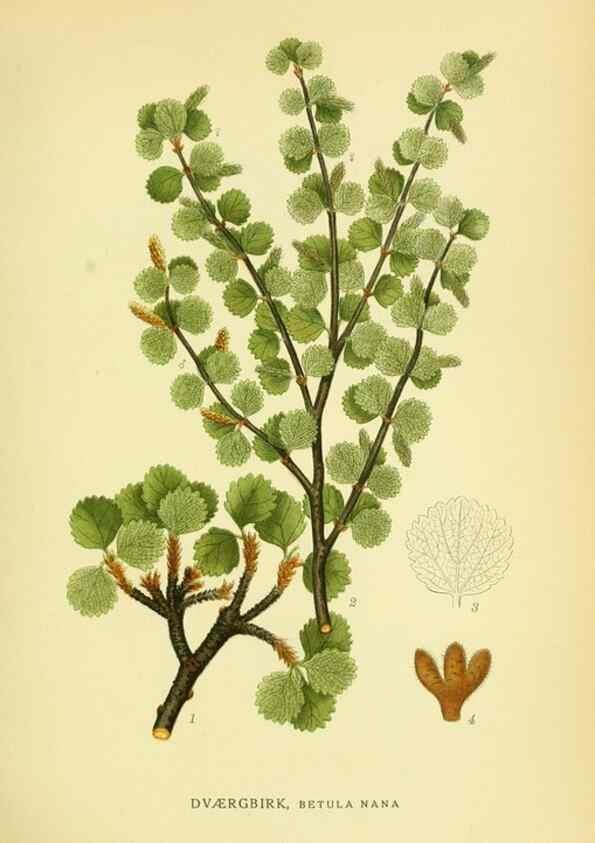 Reproducción/Reproduction 8147604015: Billeder af nordens flora,. København,G.E.C. Gad's forlag,1917-1927.