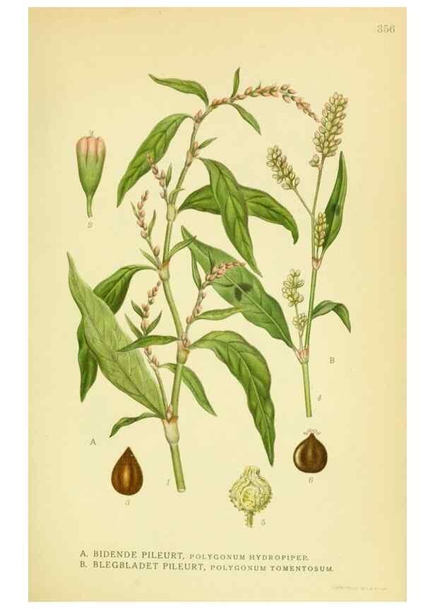 Reproducción/Reproduction 8147628132: Billeder af nordens flora,. København,G.E.C. Gad's forlag,1917-1927.
