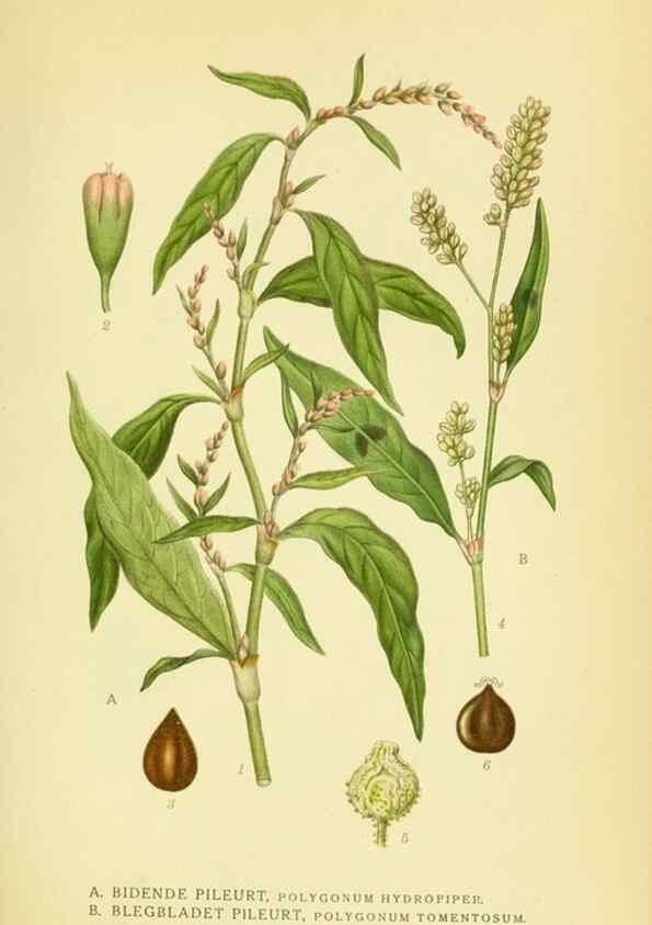 Reproducción/Reproduction 8147628132: Billeder af nordens flora,. København,G.E.C. Gad's forlag,1917-1927.