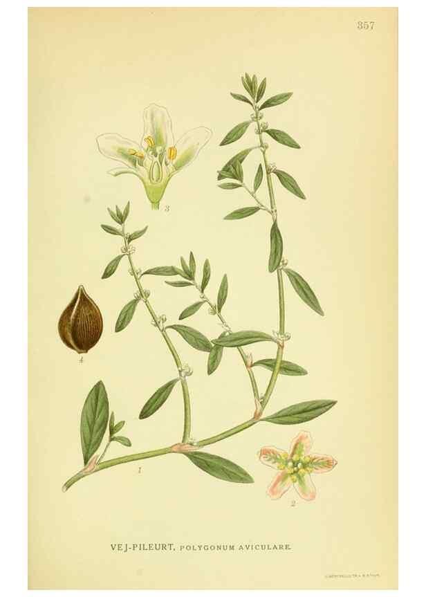 Reproducción/Reproduction 8147595845: Billeder af nordens flora,. København,G.E.C. Gad's forlag,1917-1927.