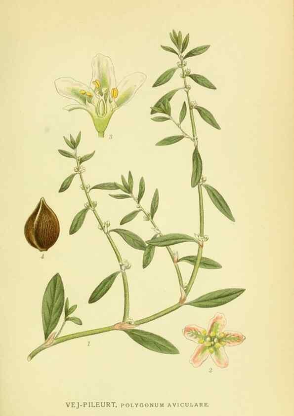 Reproducción/Reproduction 8147595845: Billeder af nordens flora,. København,G.E.C. Gad's forlag,1917-1927.