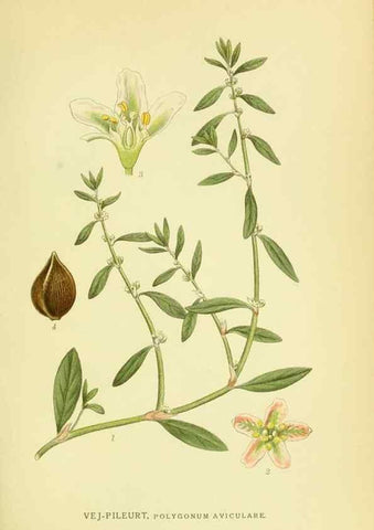 Reproducción/Reproduction 8147595845: Billeder af nordens flora,. København,G.E.C. Gad's forlag,1917-1927.