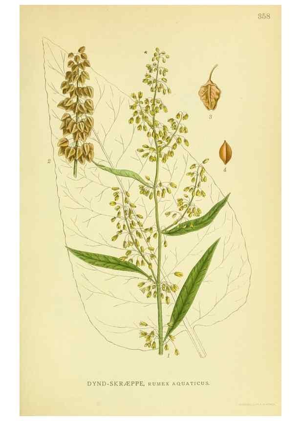 Reproducción/Reproduction 8147596337: Billeder af nordens flora,. København,G.E.C. Gad's forlag,1917-1927.
