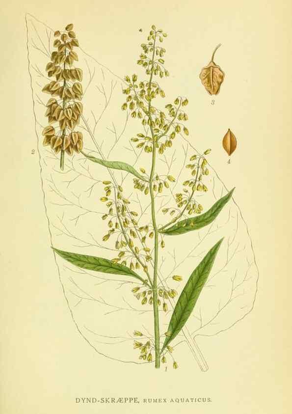 Reproducción/Reproduction 8147596337: Billeder af nordens flora,. København,G.E.C. Gad's forlag,1917-1927.