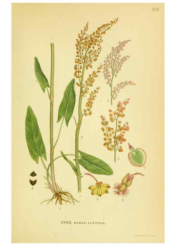 Reproducción/Reproduction 8147596899: Billeder af nordens flora,. København,G.E.C. Gad's forlag,1917-1927.