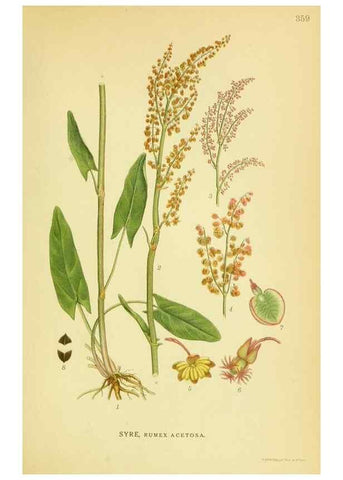 Reproducción/Reproduction 8147596899: Billeder af nordens flora,. København,G.E.C. Gad's forlag,1917-1927.