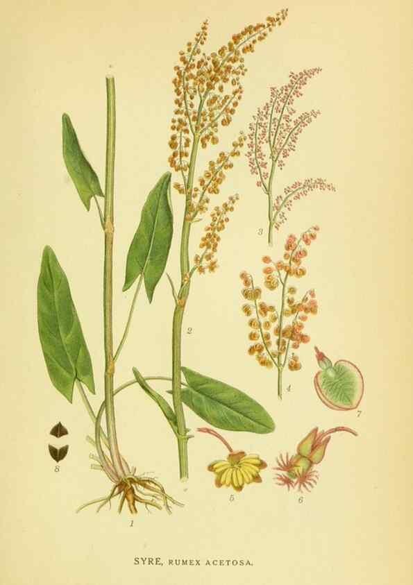 Reproducción/Reproduction 8147596899: Billeder af nordens flora,. København,G.E.C. Gad's forlag,1917-1927.