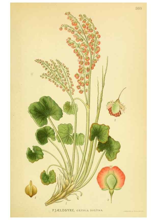 Reproducción/Reproduction 8147630124: Billeder af nordens flora,. København,G.E.C. Gad's forlag,1917-1927.