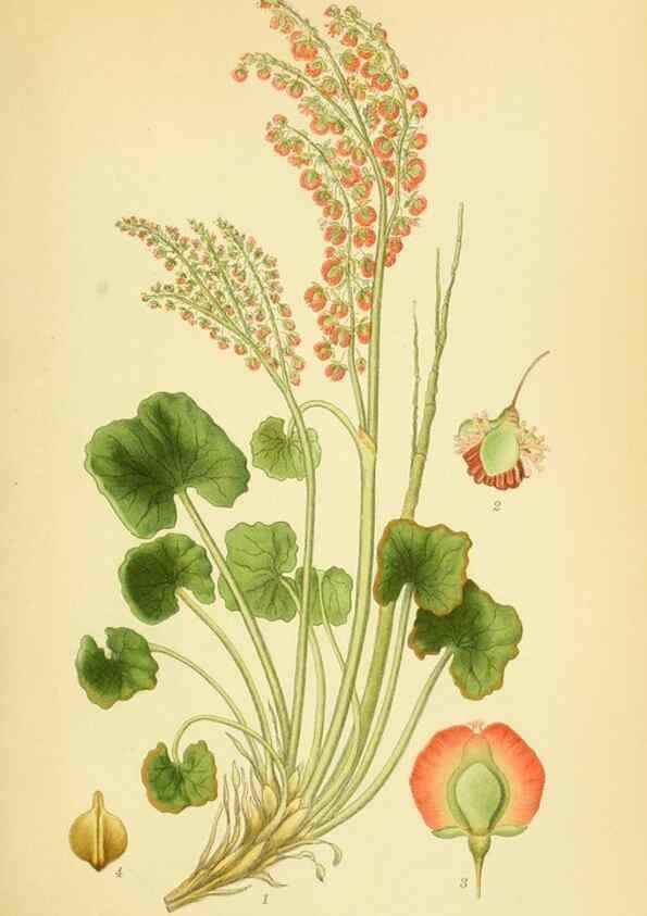 Reproducción/Reproduction 8147630124: Billeder af nordens flora,. København,G.E.C. Gad's forlag,1917-1927.