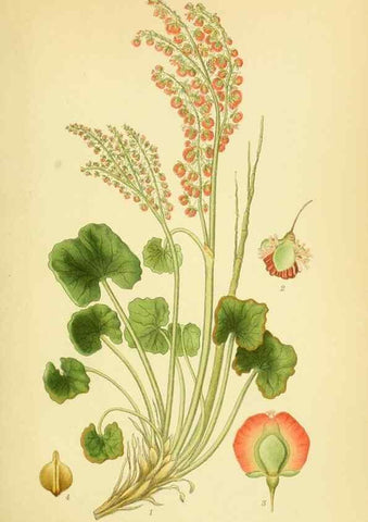 Reproducción/Reproduction 8147630124: Billeder af nordens flora,. København,G.E.C. Gad's forlag,1917-1927.