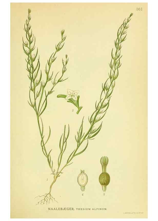 Reproducción/Reproduction 8147630620: Billeder af nordens flora,. København,G.E.C. Gad's forlag,1917-1927.