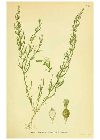 Reproducción/Reproduction 8147630620: Billeder af nordens flora,. København,G.E.C. Gad's forlag,1917-1927.