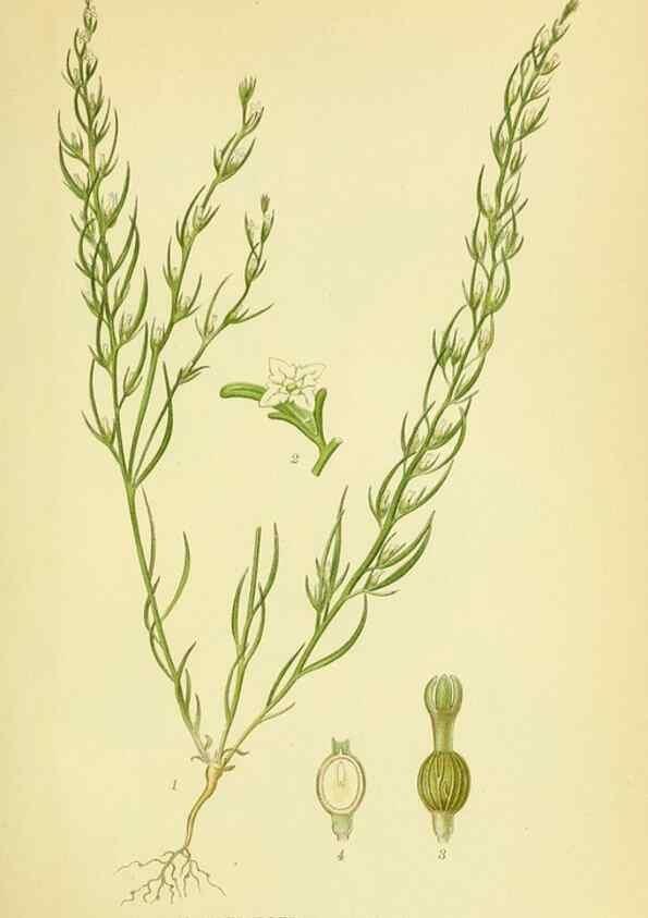 Reproducción/Reproduction 8147630620: Billeder af nordens flora,. København,G.E.C. Gad's forlag,1917-1927.