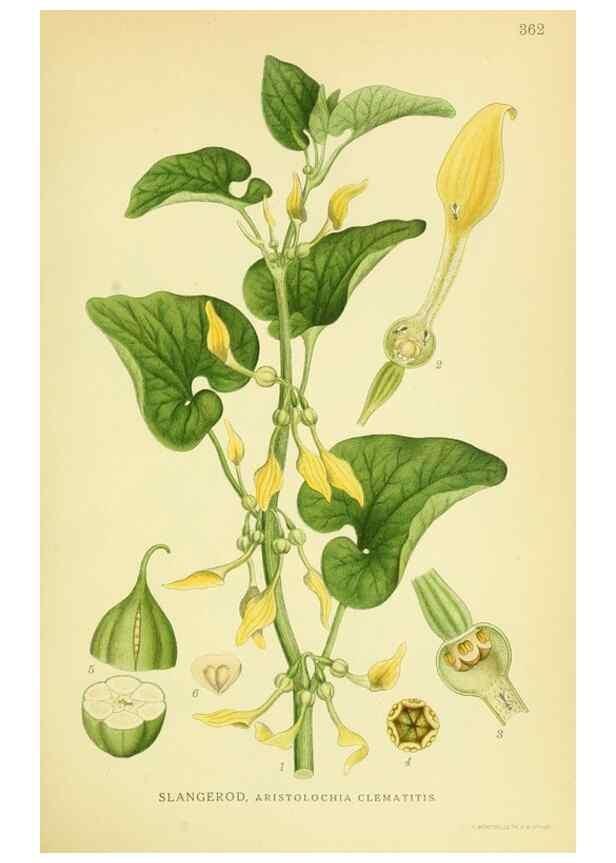 Reproducción/Reproduction 8147631144: Billeder af nordens flora,. København,G.E.C. Gad's forlag,1917-1927.