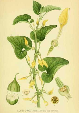 Reproducción/Reproduction 8147631144: Billeder af nordens flora,. København,G.E.C. Gad's forlag,1917-1927.