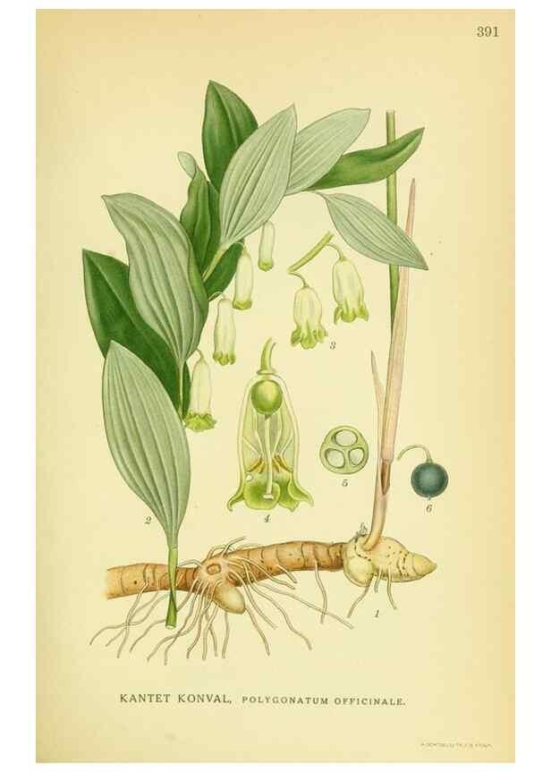 Reproducción/Reproduction 8147647214: Billeder af nordens flora,. København,G.E.C. Gad's forlag,1917-1927.
