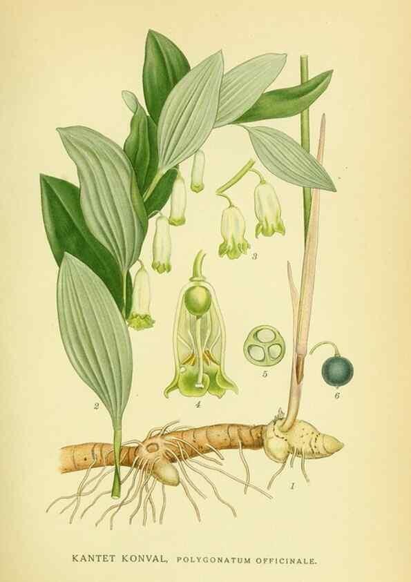 Reproducción/Reproduction 8147647214: Billeder af nordens flora,. København,G.E.C. Gad's forlag,1917-1927.