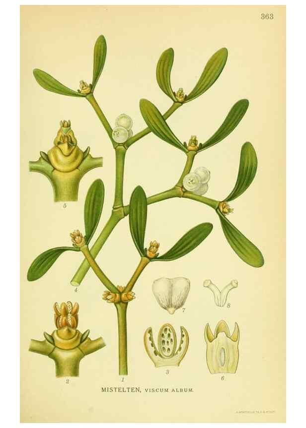 Reproducción/Reproduction 8147631690: Billeder af nordens flora,. København,G.E.C. Gad's forlag,1917-1927.