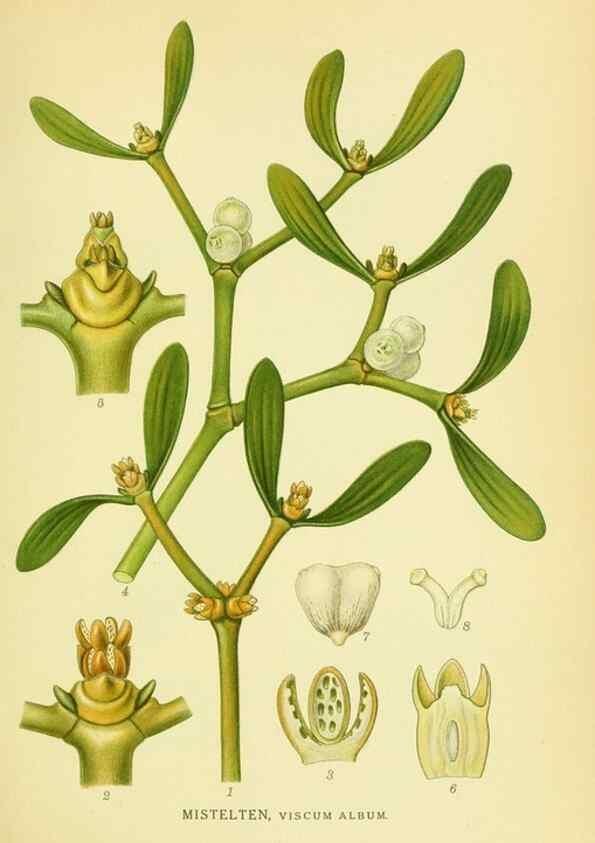 Reproducción/Reproduction 8147631690: Billeder af nordens flora,. København,G.E.C. Gad's forlag,1917-1927.