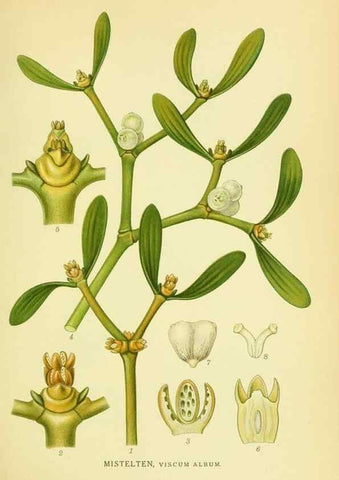Reproducción/Reproduction 8147631690: Billeder af nordens flora,. København,G.E.C. Gad's forlag,1917-1927.