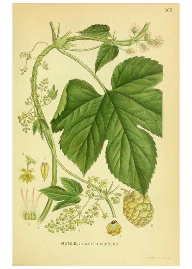Reproducción/Reproduction 8147600161: Billeder af nordens flora,. København,G.E.C. Gad's forlag,1917-1927.