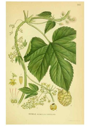 Reproducción/Reproduction 8147600161: Billeder af nordens flora,. København,G.E.C. Gad's forlag,1917-1927.