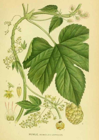 Reproducción/Reproduction 8147600161: Billeder af nordens flora,. København,G.E.C. Gad's forlag,1917-1927.