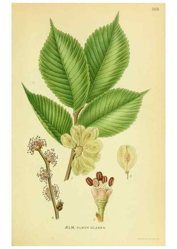 Reproducción/Reproduction 8147633382: Billeder af nordens flora,. København,G.E.C. Gad's forlag,1917-1927.