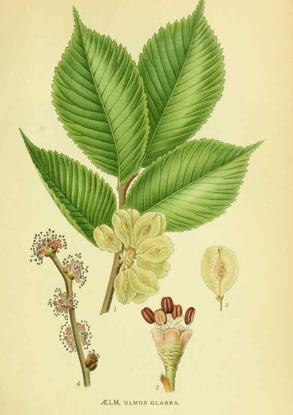 Reproducción/Reproduction 8147633382: Billeder af nordens flora,. København,G.E.C. Gad's forlag,1917-1927.