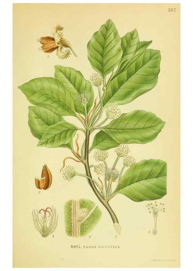 Reproducción/Reproduction 8147634090: Billeder af nordens flora,. København,G.E.C. Gad's forlag,1917-1927.