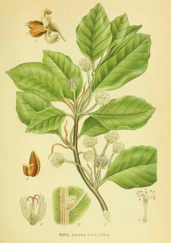 Reproducción/Reproduction 8147634090: Billeder af nordens flora,. København,G.E.C. Gad's forlag,1917-1927.