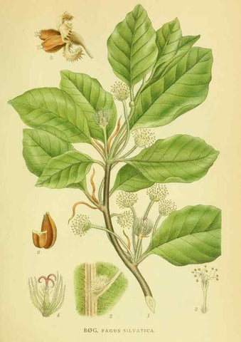 Reproducción/Reproduction 8147634090: Billeder af nordens flora,. København,G.E.C. Gad's forlag,1917-1927.