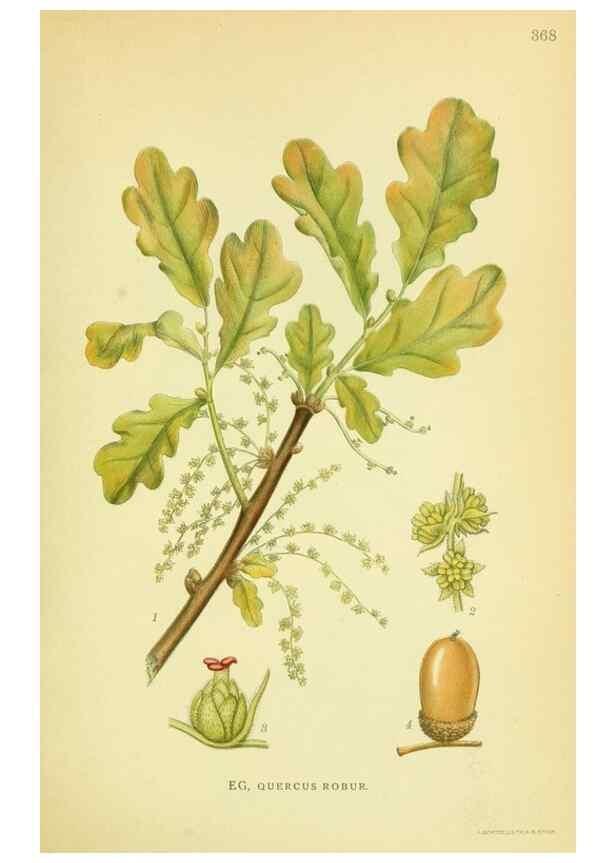 Reproducción/Reproduction 8147601847: Billeder af nordens flora,. København,G.E.C. Gad's forlag,1917-1927.