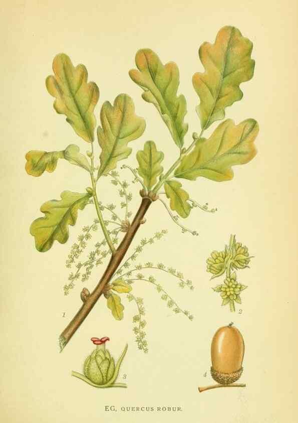 Reproducción/Reproduction 8147601847: Billeder af nordens flora,. København,G.E.C. Gad's forlag,1917-1927.