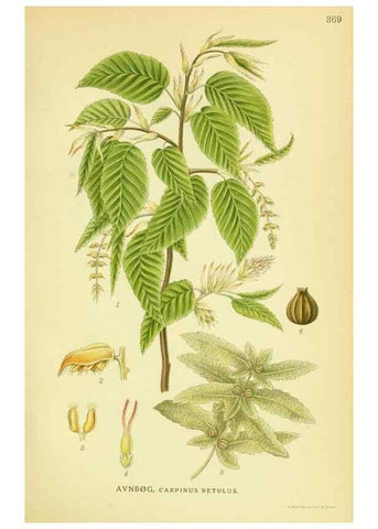 Reproducción/Reproduction 8147602283: Billeder af nordens flora,. København,G.E.C. Gad's forlag,1917-1927.
