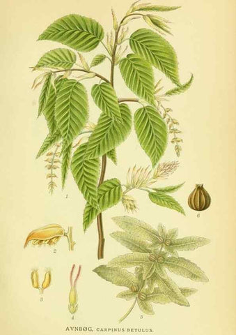 Reproducción/Reproduction 8147602283: Billeder af nordens flora,. København,G.E.C. Gad's forlag,1917-1927.