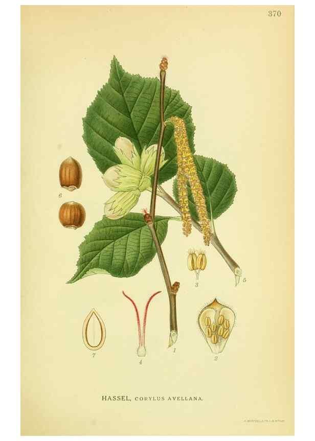 Reproducción/Reproduction 8147635554: Billeder af nordens flora,. København,G.E.C. Gad's forlag,1917-1927.