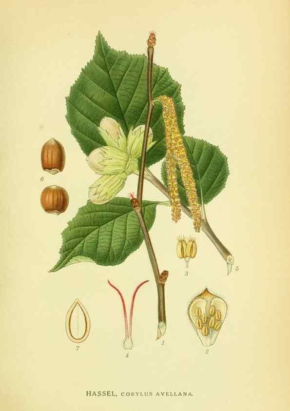 Reproducción/Reproduction 8147635554: Billeder af nordens flora,. København,G.E.C. Gad's forlag,1917-1927.